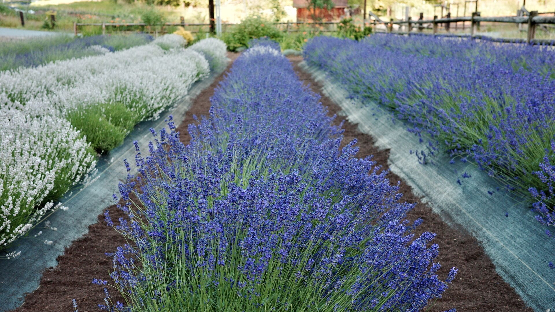 Rows of purple and white lavender in bloom at Tolt Hill Family Farm in the Snoqualmie Valley