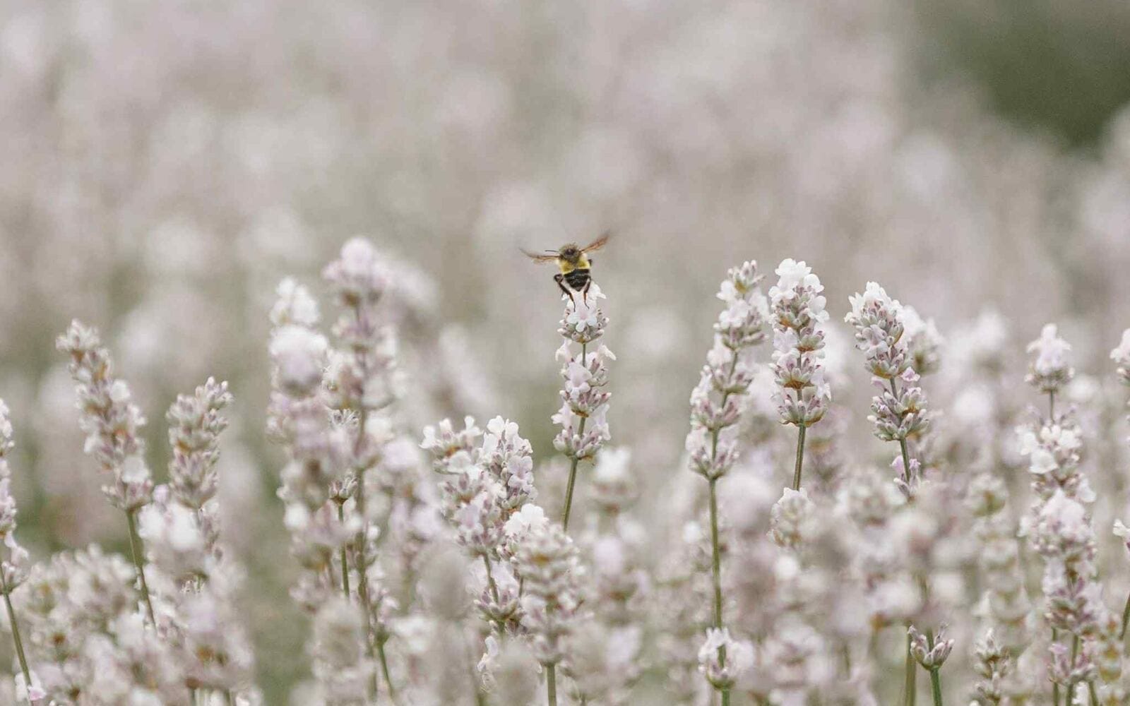 A honey bee on white lavender at Tolt Hill Family Farm