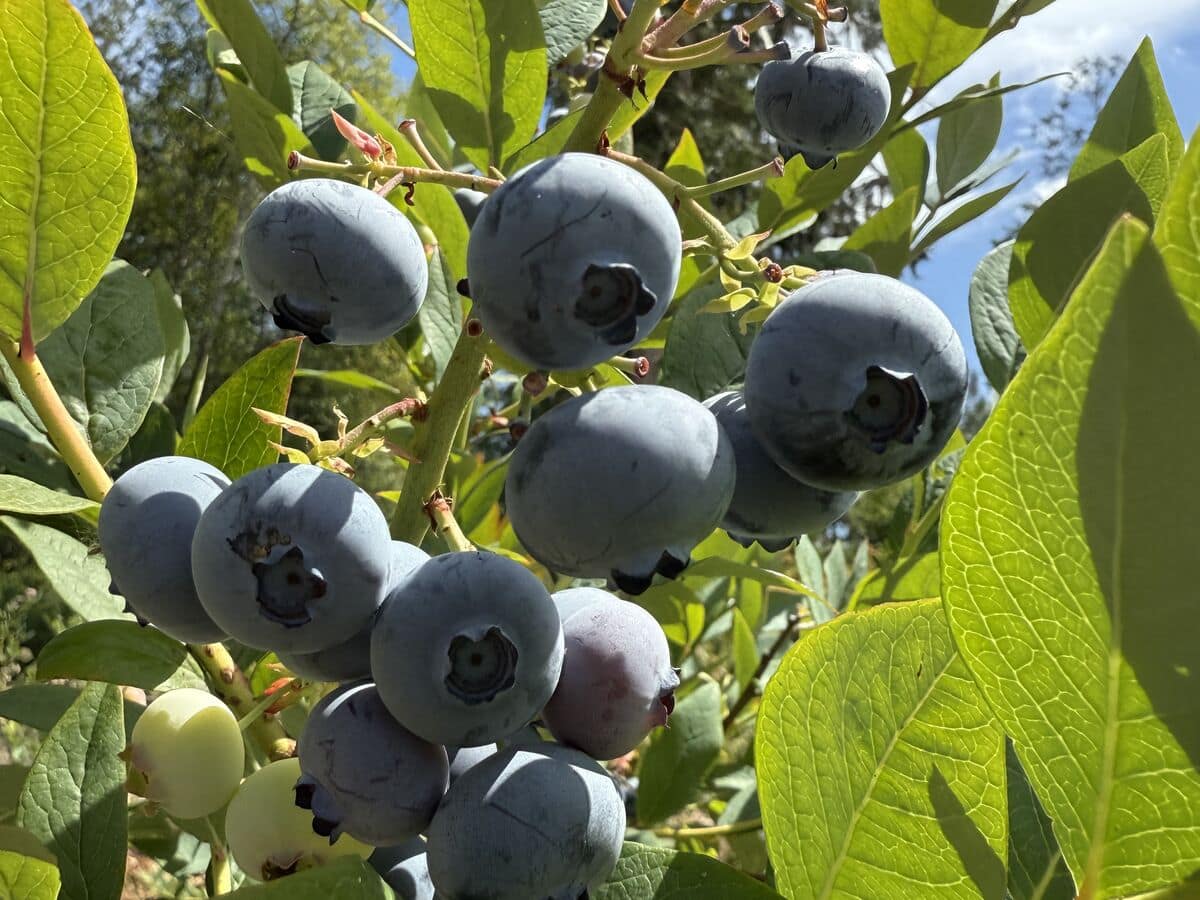 Ripe blueberries on the bush against a blue sky