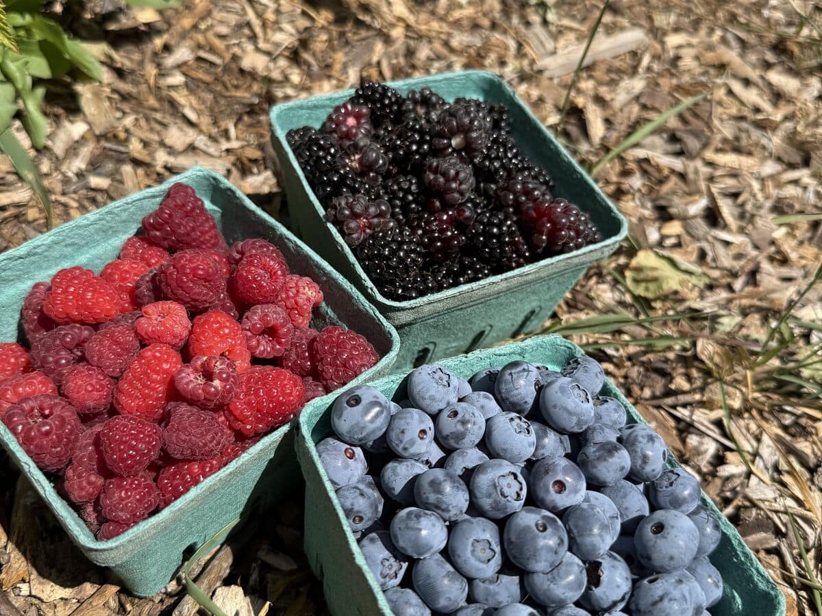 Baskets of fresh-picked blueberries, raspberries, and blackberries from the farm