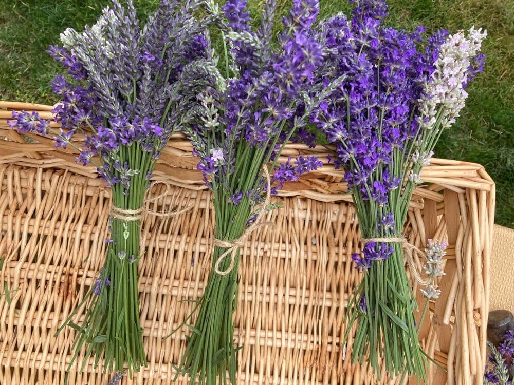 Hand-tied bundles of fresh-cut lavender resting on a wicker basket