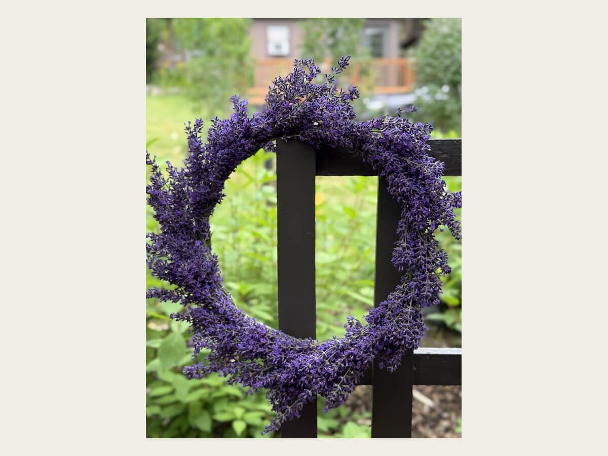 A round dried lavender wreath hanging on a garden fence